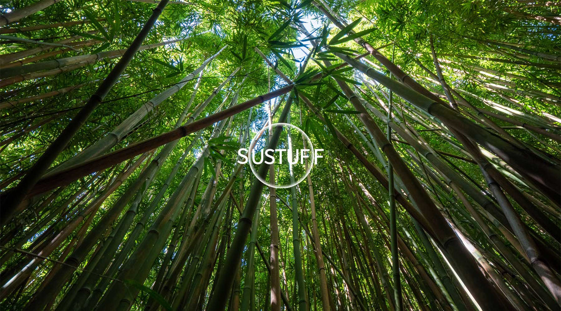 Green bamboo forest looking up to the sky with Sustuff logo