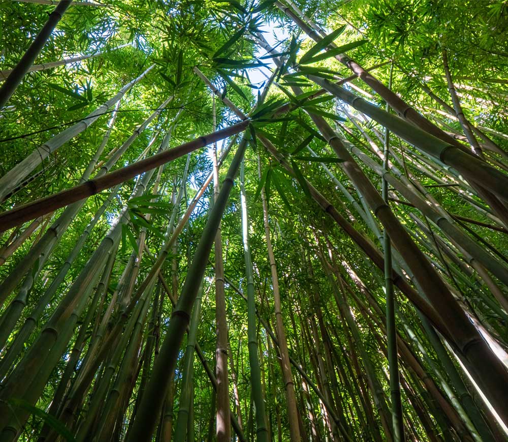 What are the Advantages of Choosing a Bamboo Product